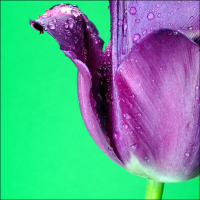 Tulip